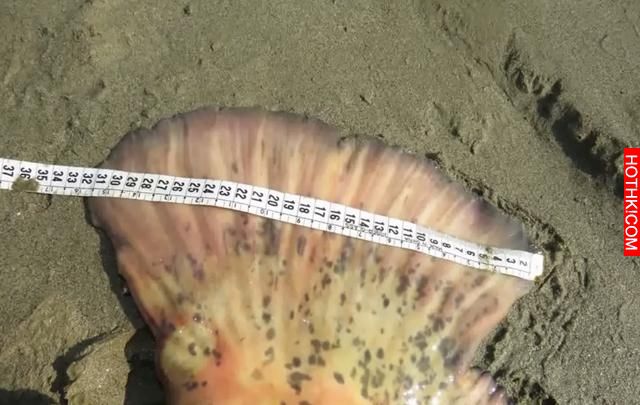 男子在河中釣魚竟然釣上來「食人怪」，太可怕了！當地的人說食人怪沒跳出水面吃掉他真 ...