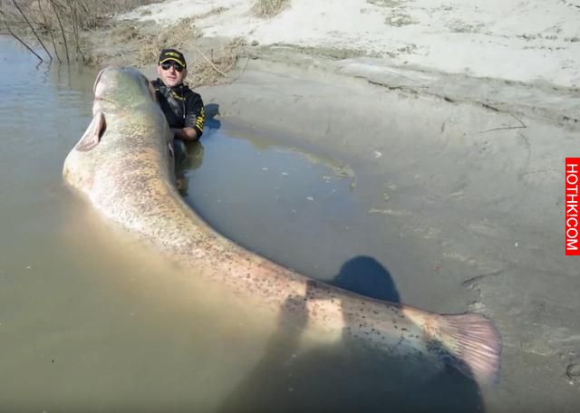 男子在河中釣魚竟然釣上來「食人怪」，太可怕了！當地的人說食人怪沒跳出水面吃掉他真 ...