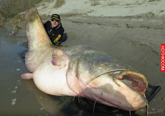 男子在河中釣魚竟然釣上來「食人怪」，太可怕了！當地的人說食人怪沒跳出水面吃掉他真 ...