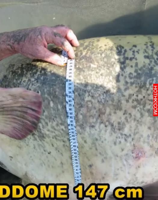 男子在河中釣魚竟然釣上來「食人怪」，太可怕了！當地的人說食人怪沒跳出水面吃掉他真 ...