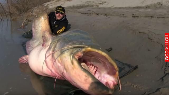 男子在河中釣魚竟然釣上來「食人怪」，太可怕了！當地的人說食人怪沒跳出水面吃掉他真 ...