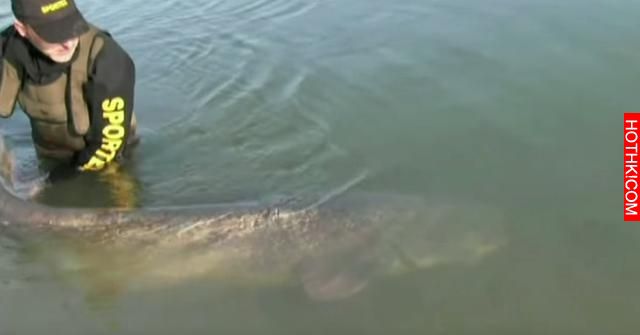 男子在河中釣魚竟然釣上來「食人怪」，太可怕了！當地的人說食人怪沒跳出水面吃掉他真 ...