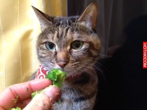寵毛網／貓奴餵吃花椰菜　貓咪考慮一秒竟然就被土匪搶走！