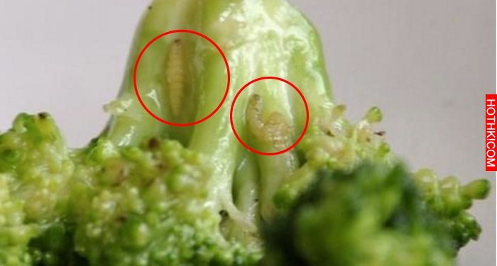 「徹底去除農藥」的方法找到了!! 只要這樣做,連花椰菜裡的蟲都能清得乾乾淨淨! ... 「徹底去除農藥」的方法找到了!! 只要這樣做,連花椰菜裡的蟲都能清得乾乾淨淨! ...
