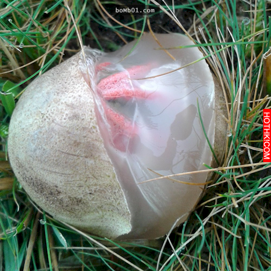 草叢中一個卵囊藏著鮮紅色的「外星生物」讓大家都很害怕，最後孵化的過程讓大家都嚇哭 ...