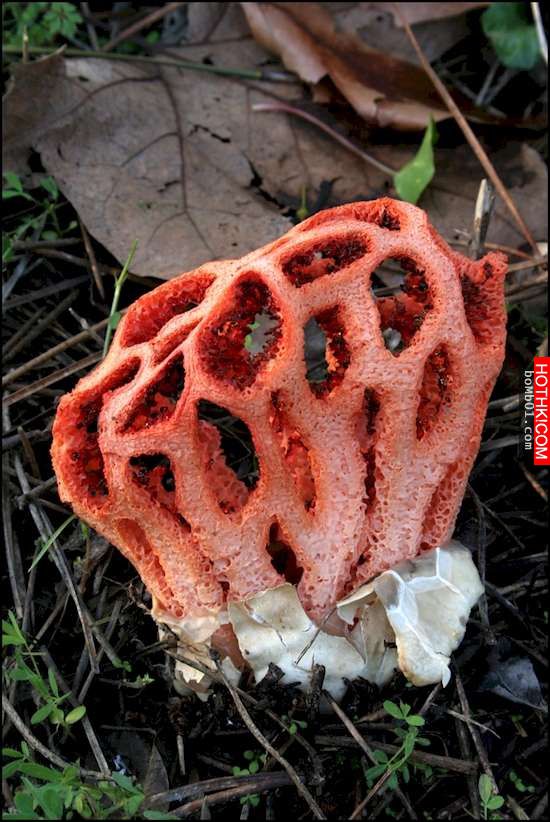 草叢中一個卵囊藏著鮮紅色的「外星生物」讓大家都很害怕，最後孵化的過程讓大家都嚇哭 ...