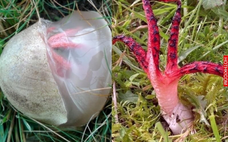 草叢中發現一個可怕的不明生物，竟然長出鮮紅色的恐怖「觸角」，等到他孵化出來後所有 ...