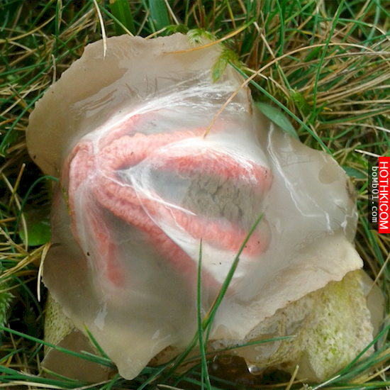 草叢中發現一個可怕的不明生物，竟然長出鮮紅色的恐怖「觸角」，等到他孵化出來後所有 ...