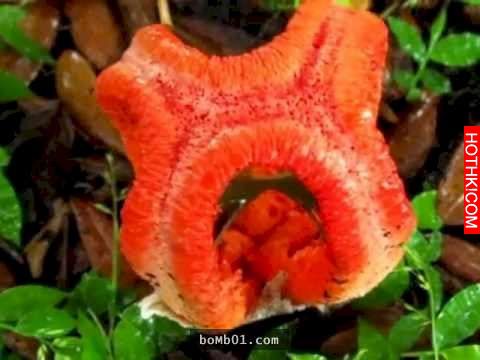 草叢中發現一個可怕的不明生物，竟然長出鮮紅色的恐怖「觸角」，等到他孵化出來後所有 ...