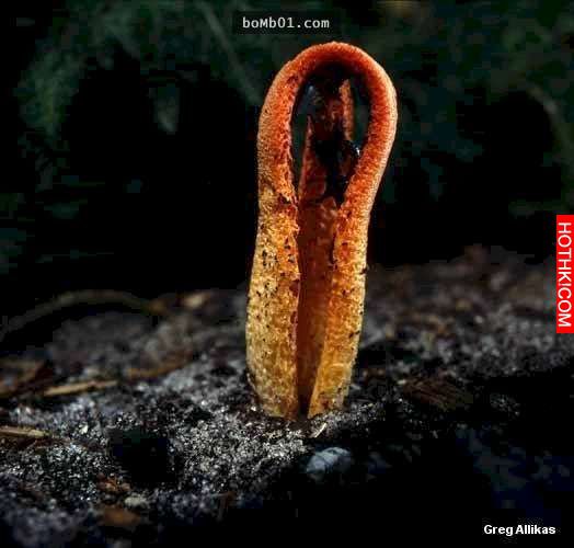 草叢中發現一個可怕的不明生物，竟然長出鮮紅色的恐怖「觸角」，等到他孵化出來後所有 ...