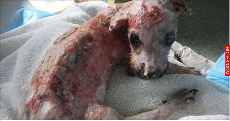 狗狗貪玩咬了主人的手機後竟然被燙傷又丟下樓，就在牠快死掉時卻看到一個女人出現！狗 ...