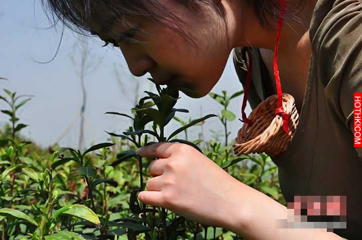 全世界最貴的茶！「口唇茶」。採茶工人一定要是處女，而且是C罩杯以上的！ ...