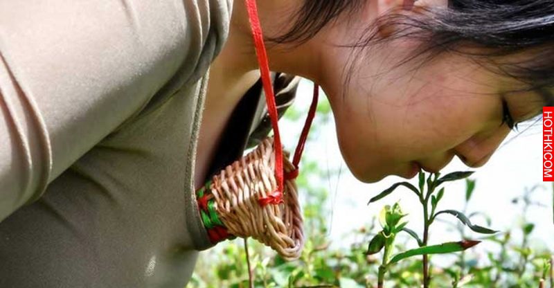 全世界最貴的茶！「口唇茶」。採茶工人一定要是處女，而且是C罩杯以上的！ ...