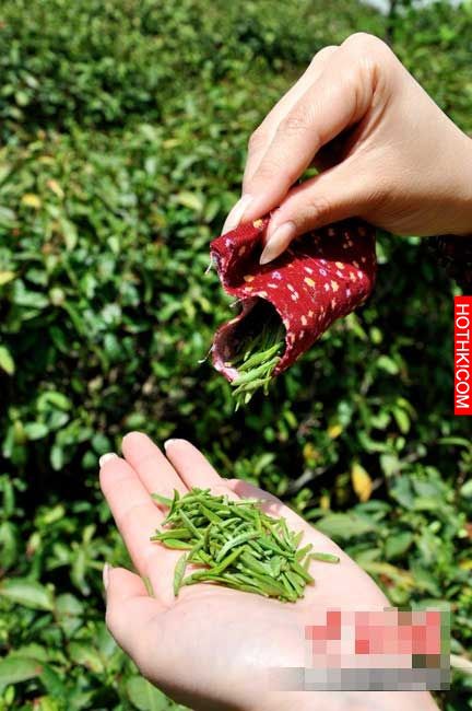 全世界最貴的茶！「口唇茶」。採茶工人一定要是處女，而且是C罩杯以上的！ ...