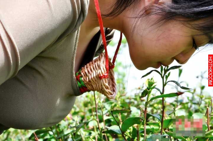 全世界最貴的茶！「口唇茶」。採茶工人一定要是處女，而且是C罩杯以上的！ ...
