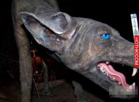 世界十大神秘生物，有一種中國人都知道！