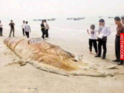 世界十大神秘生物，有一種中國人都知道！