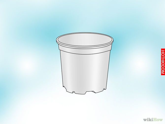 Grow a Venus Flytrap Step 2