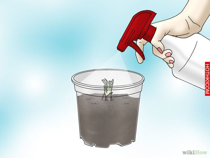Grow a Venus Flytrap Step 6