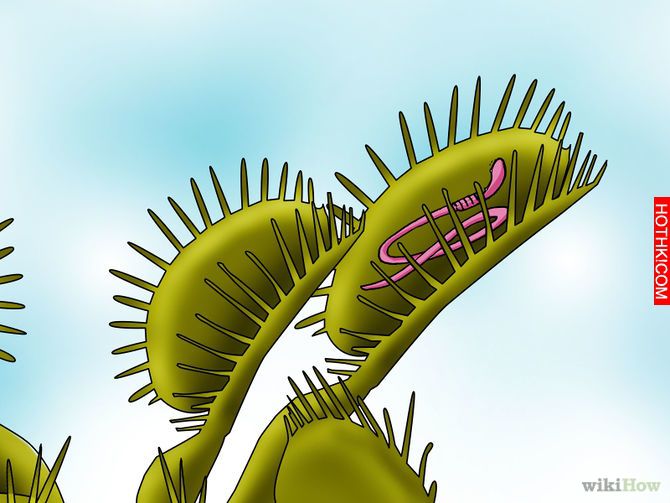 Grow a Venus Flytrap Step 10