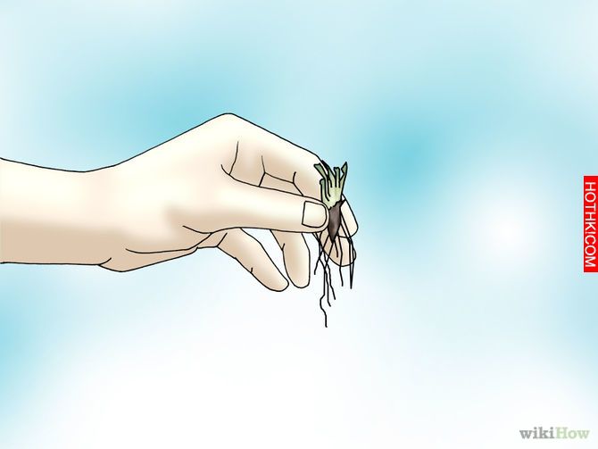 Grow a Venus Flytrap Step 1