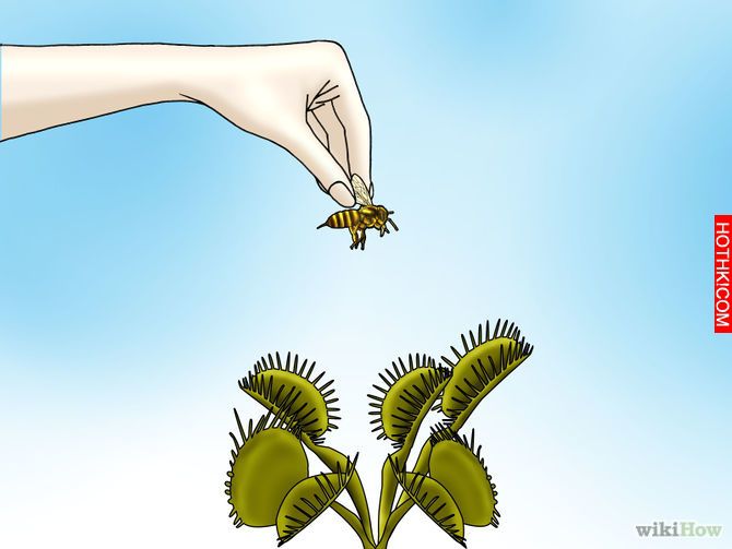 Grow a Venus Flytrap Step 12