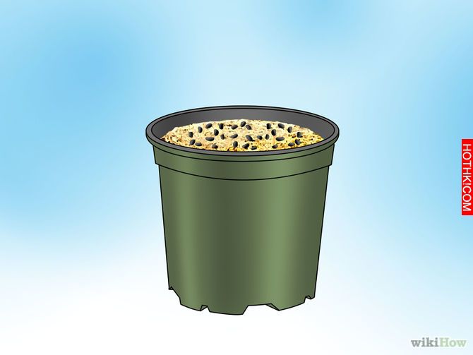Grow a Venus Flytrap Step 15