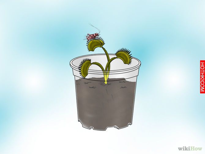 Grow a Venus Flytrap Step 9