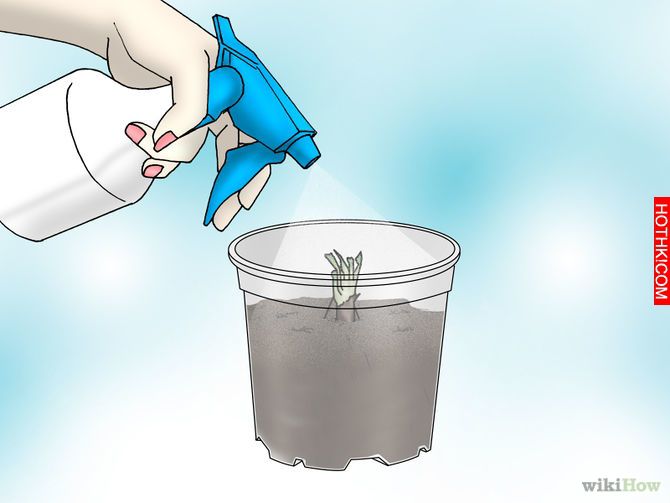 Grow a Venus Flytrap Step 5