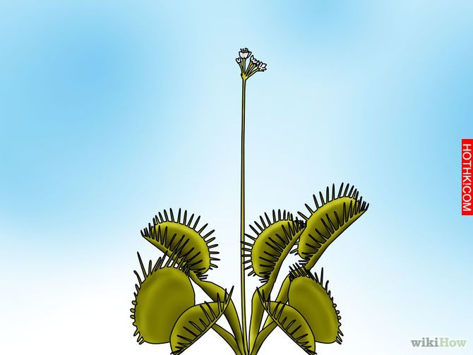 Grow a Venus Flytrap Step 14