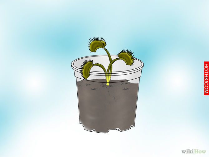 Grow a Venus Flytrap Step 8