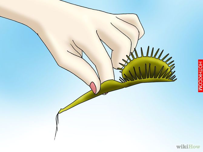 Grow a Venus Flytrap Step 16
