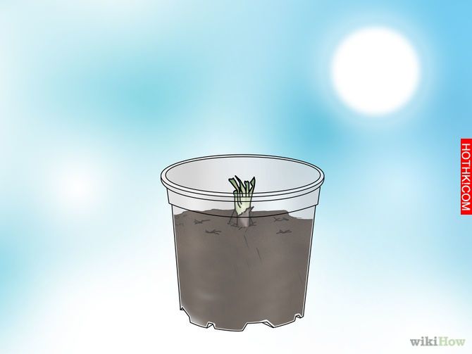 Grow a Venus Flytrap Step 7