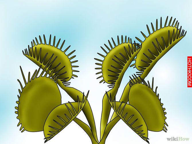 Grow a Venus Flytrap Step 11