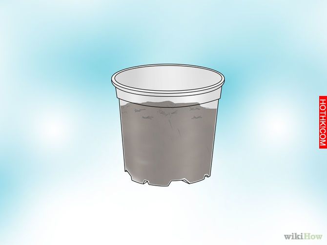 Grow a Venus Flytrap Step 3