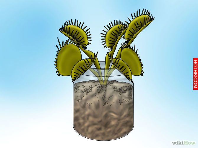 Grow a Venus Flytrap Step 13