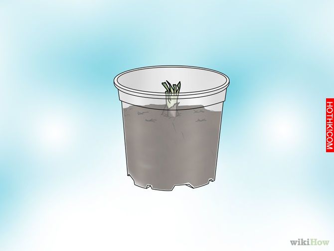 Grow a Venus Flytrap Step 4