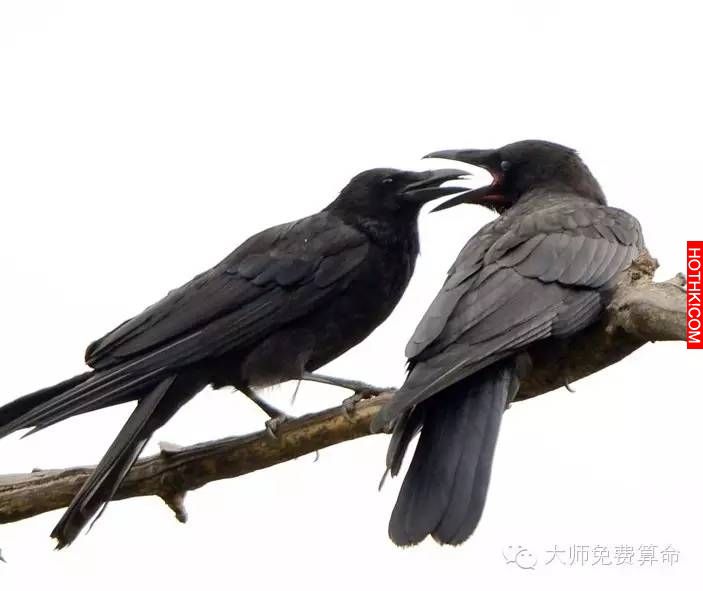 九種動物入宅，會帶來的吉凶你知道嗎？千萬要當心啊！