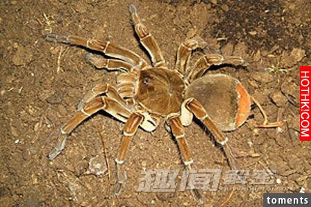毛骨悚然！地球上真實存在的十大怪獸。。。第九隻是最可怕。。。