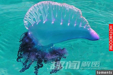 毛骨悚然！地球上真實存在的十大怪獸。。。第九隻是最可怕。。。