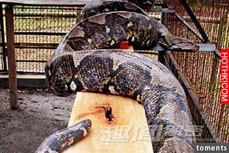 毛骨悚然！地球上真實存在的十大怪獸。。。第九隻是最可怕。。。