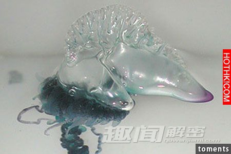 毛骨悚然！地球上真實存在的十大怪獸。。。第九隻是最可怕。。。