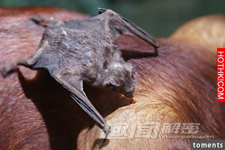 毛骨悚然！地球上真實存在的十大怪獸。。。第九隻是最可怕。。。