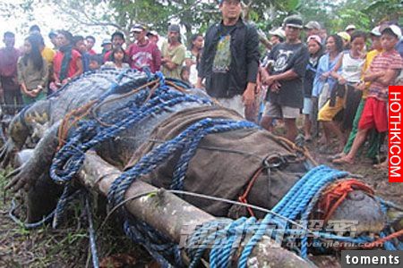 毛骨悚然！地球上真實存在的十大怪獸。。。第九隻是最可怕。。。