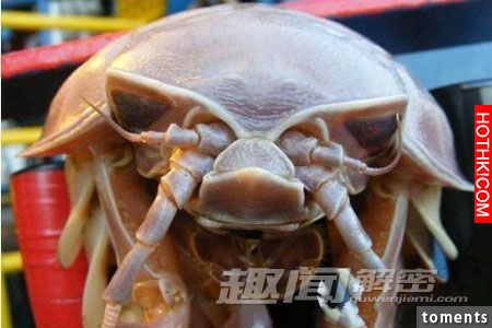 毛骨悚然！地球上真實存在的十大怪獸。。。第九隻是最可怕。。。