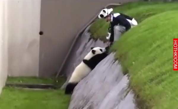 這傢伙撒嬌頑皮起來，飼養員姐姐真的毫無辦法～