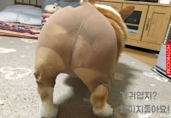 主人一時玩心大起幫柯基套上肉色絲襪，拍了幾張照後就狂笑到無法再拍下去！柯基竟然.. ...
