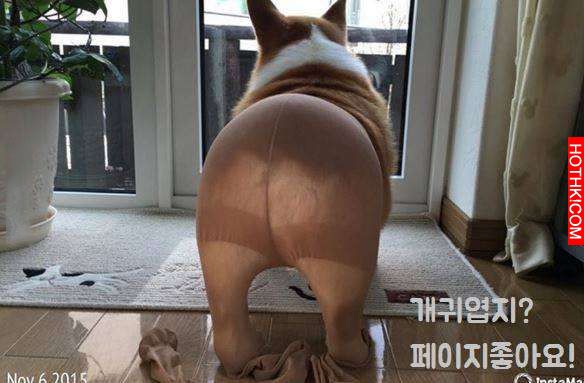 主人一時玩心大起幫柯基套上肉色絲襪，拍了幾張照後就狂笑到無法再拍下去！柯基竟然.. ...
