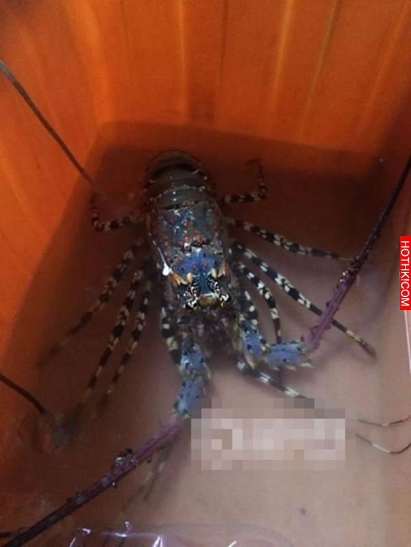 這男人意外釣起價值數百萬元的70年龍蝦，沒想到他處置的方式讓大家都傻眼了... ...