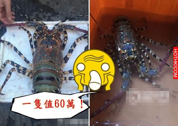 這男人意外釣起價值數百萬元的70年龍蝦，沒想到他處置的方式讓大家都傻眼了... ...